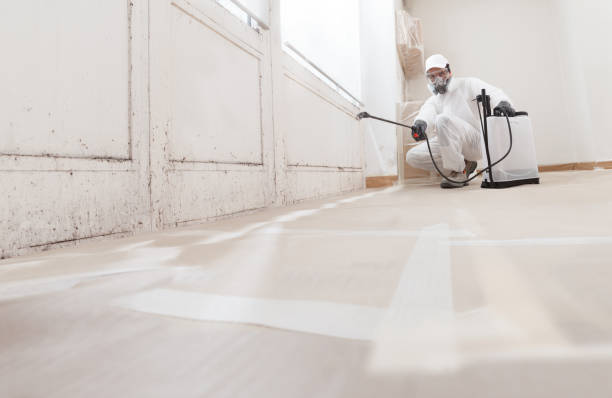 Black mold remediation team in Pipersville